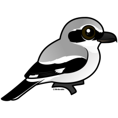 Northern Shrike