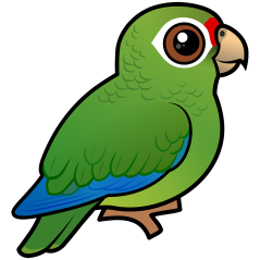 Puerto Rican Amazon