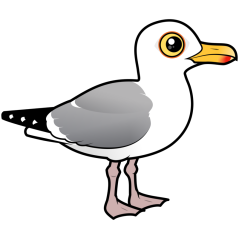 Herring Gull
