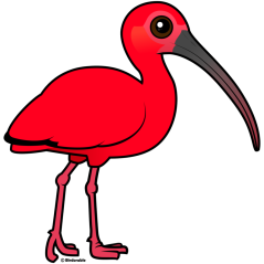 Scarlet Ibis