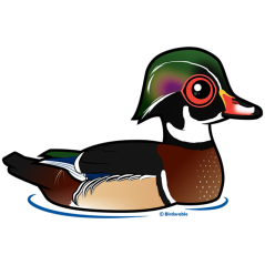 Wood Duck