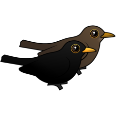 Blackbird  Pair