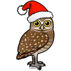 Santa Burrowing Owl