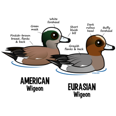 Wigeon vs Wigeon
