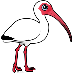 White Ibis