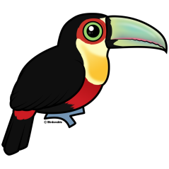 Red-breasted Toucan