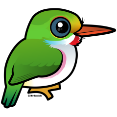Cuban Tody