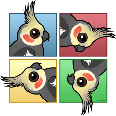 Four Color Cockatiel