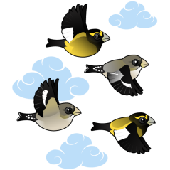 Evening Grosbeaks in flight