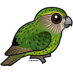 Birdorable Kakapo