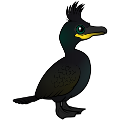 European Shag
