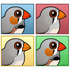 Four Color Zebra Finch