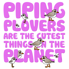 Piping Plovers are the Cutest