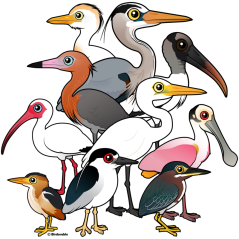 North American Waders