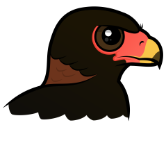 Bateleur Portrait