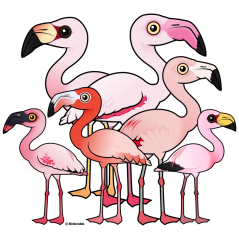 Flamboyance