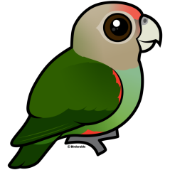 Cape Parrot