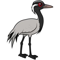 Demoiselle Crane