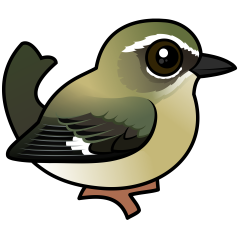 Black-throated Blue Warbler (female)