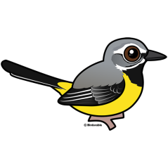 Grey Wagtail