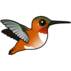 Flying Rufous Hummingbird