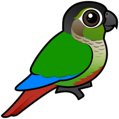 Green-cheeked Conure