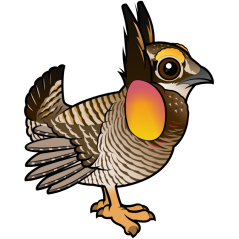 Attwater's Prairie-Chicken