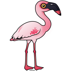 Lesser Flamingo