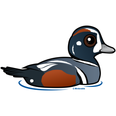 Harlequin Duck