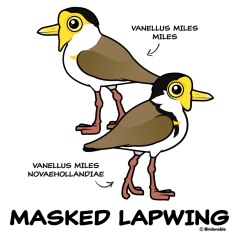 Masked Lapwing subspecies