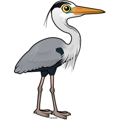 Grey Heron