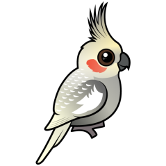 Spangled Cockatiel