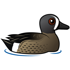 Blue-winged Teal