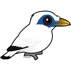 Bali Mynah