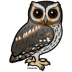 Flammulated Owl