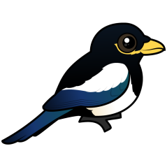 Yellow-billed Magpie