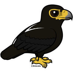 Verreaux's Eagle