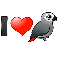 I Love African Grey Parrots