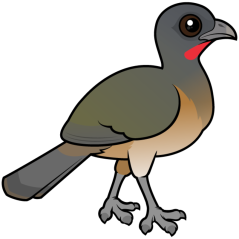 Plain Chachalaca