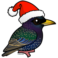 Santa European Starling