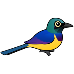Golden-breasted Starling
