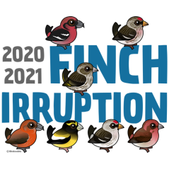 2020-2021 Finch Irruption