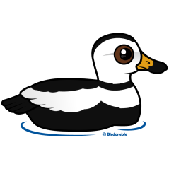 Labrador Duck (swim)
