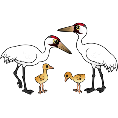 Whooping Crane Family