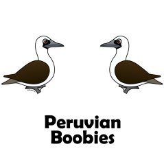 Peruvian Boobies