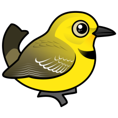 Yellow Chat