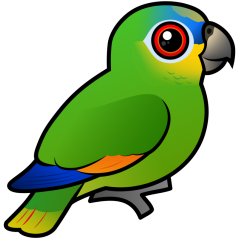 Orange-winged Amazon