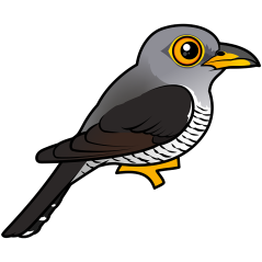 Common Cuckoo