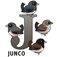 J is for Junco