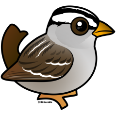 White-crowned Sparrow